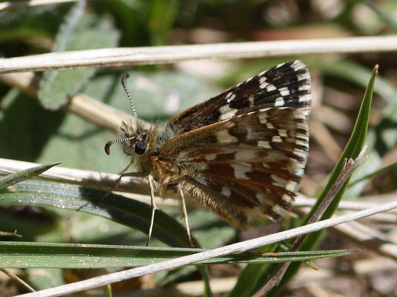 Pyrgus da determinare....Pyrgus malvoides, Hesperiidae